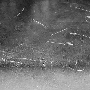 Picked up these twigs(3)