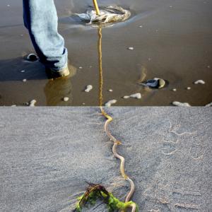 THE CONSEQUENCE THE CONSEQUENCE