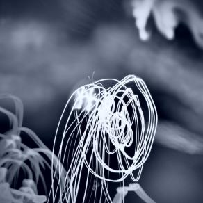 Il lavoro silenzioso degli angeli   ( The silent work of angels ) 