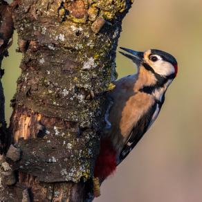 Mr woodpecker 2