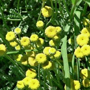 Greece. Kastoria. Comnenus Stones'
