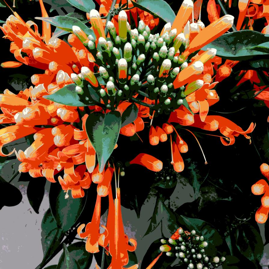 pyrostegia venusta (January 2015 Flame Vine)