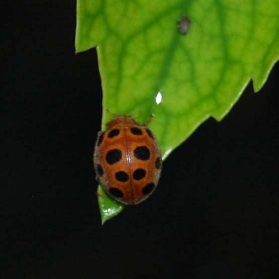 Nel mio giardino Nel mio giardino
