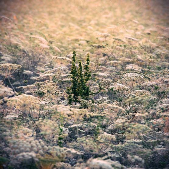 La differenza fa la differenza 