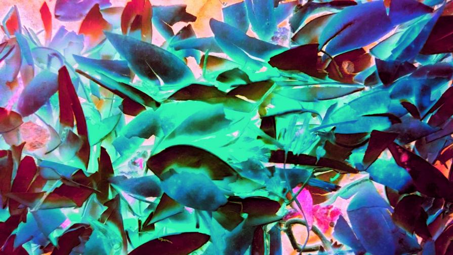 Fsofsefsafsafsifsefsa