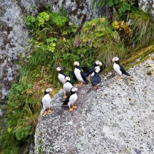 USA. Alaska 1/3. Life forms