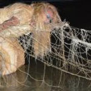 Festival ”GLOBALART International Art” 