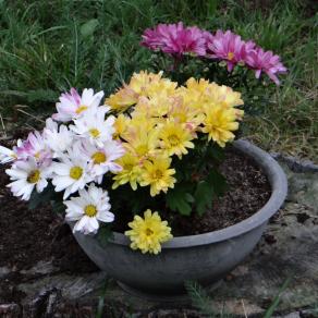 ...IL CROMATISMO NATURALE !!!...