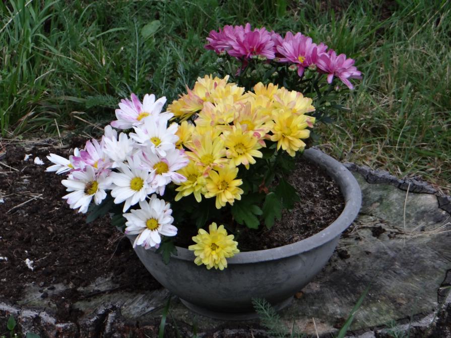 ...IL CROMATISMO NATURALE !!!...