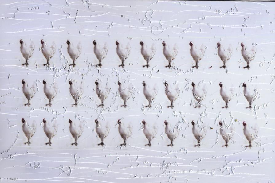 galline "chromia bianca".