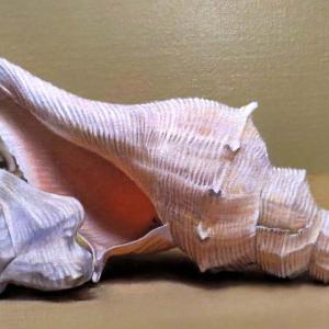 TRA REALISMO E IPERREALISMO al CLUB LA MERIDIANA DI MODENA TRA REALISMO E IPERREALISMO al CLUB LA MERIDIANA DI MODENA