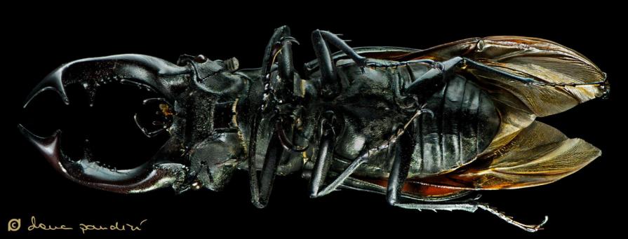 stag beetle ( lucanus cervus )