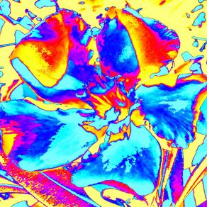 Nerium oleander - 2016 Spring @ Creta 