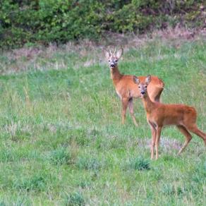 Caprioli maschio e femmina