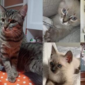 Stella Panna Sissy Trilly ed Anna 