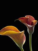 Call for Entries – 4th Annual “Botanicals” Online Art Competition 