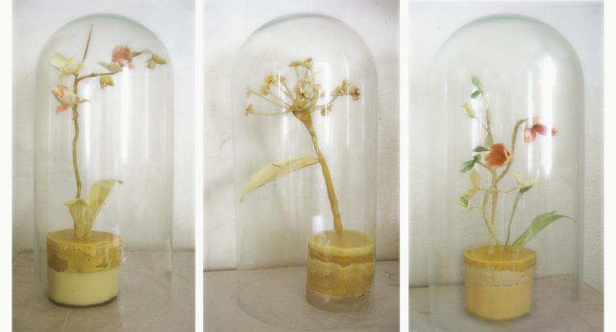 jardin de aclimatacion