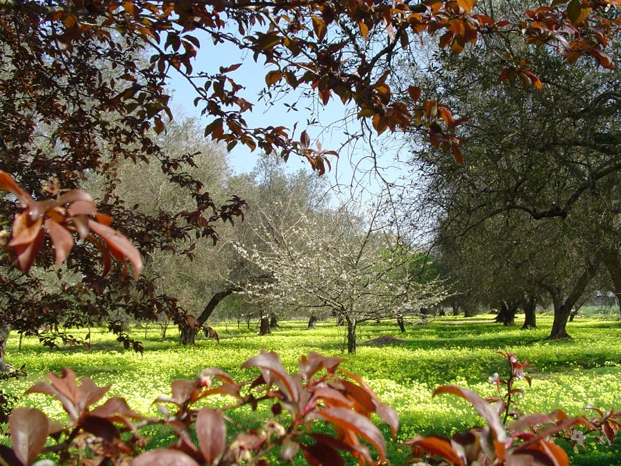 Il giardino dei ciliegi