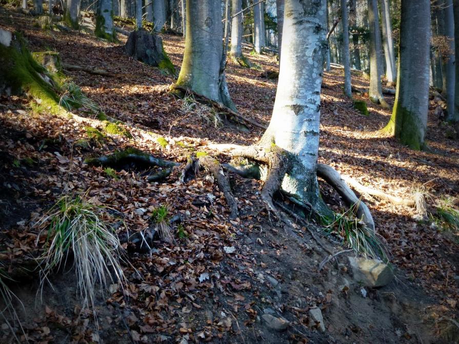 Je vais t'attraper...