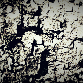 requiem per un albero 