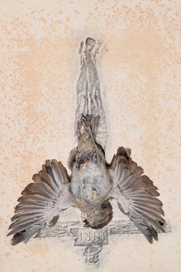 Passer hispaniolensis 2