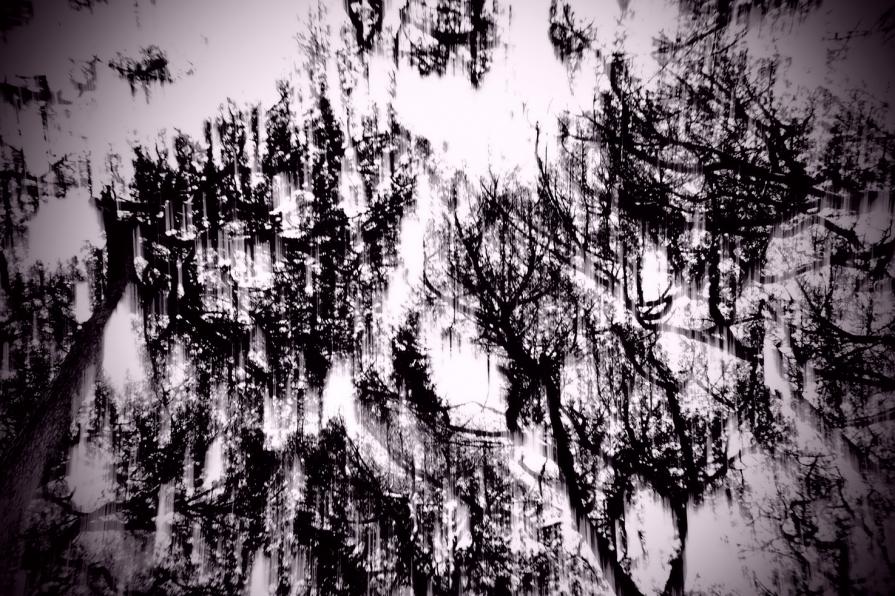 Il dolce ricordo degli alberi 