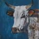 Nguni Bull