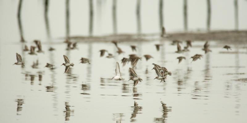 "ATMOSFERE LEONARDESCHE" Roberta Pelone "ATMOSFERE LEONARDESCHE" Roberta Pelone