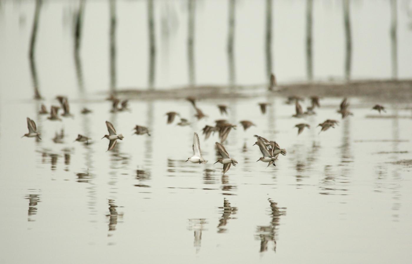 "ATMOSFERE LEONARDESCHE" Roberta Pelone