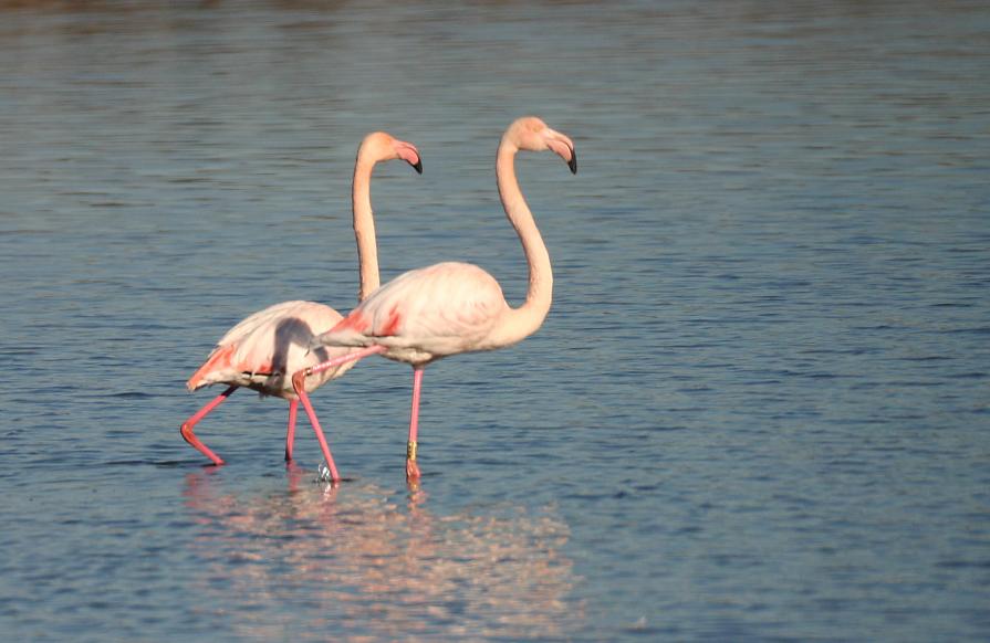 Fenicotteri