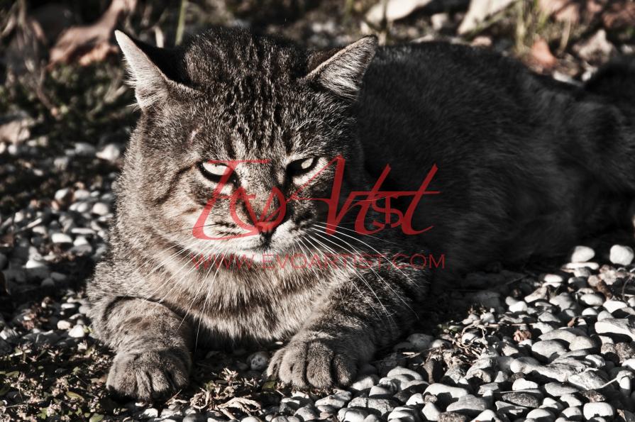 Oscar - Photoset III