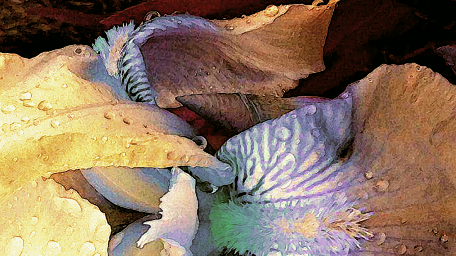 Rifugio della Cononchiglia