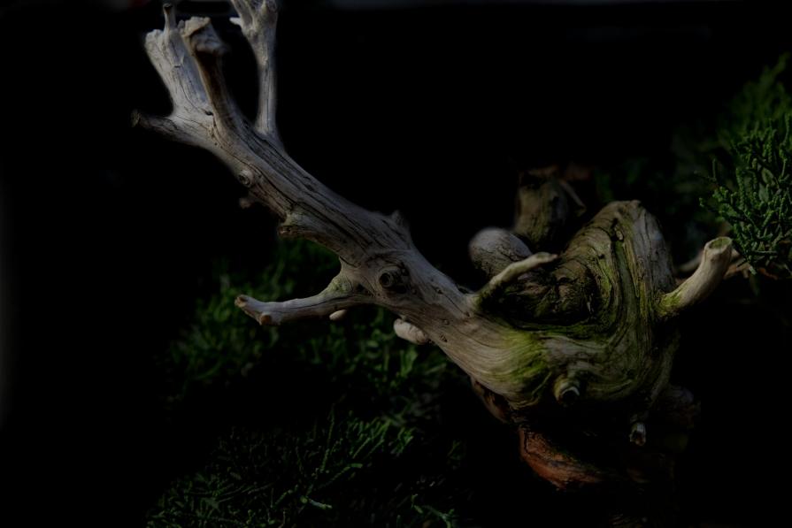 untitled (jin and shimpaku)