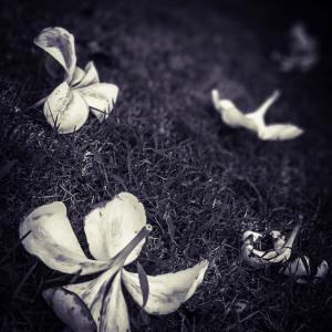 Barbara Luisi | India – Secret Garden