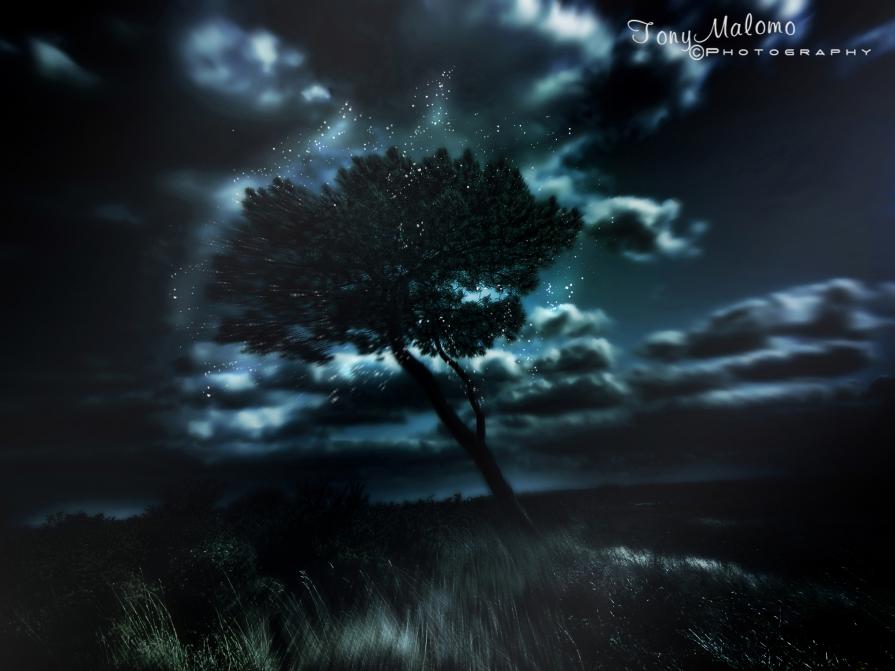 The Spirit in the Tree - (Lo Spirito nell'albero) The Spirit in the Tree - (Lo Spirito nell'albero)