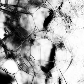 Riorganizzazione cellulare