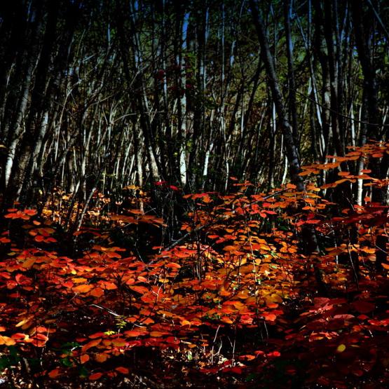 Nel bosco delle incertezze Nel bosco delle incertezze