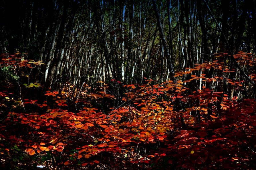 Nel bosco delle incertezze 