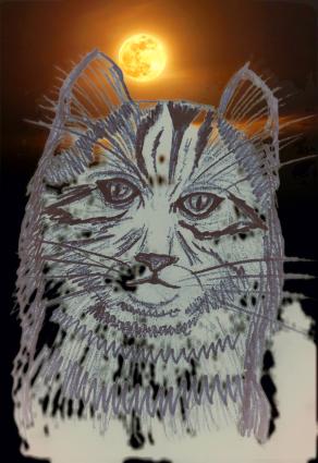 Il mio gatto chiude gli occhi e si addormenta accanto a me...