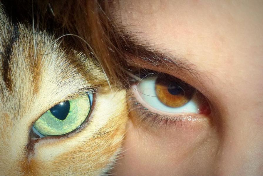 Fusione di uno sguardo