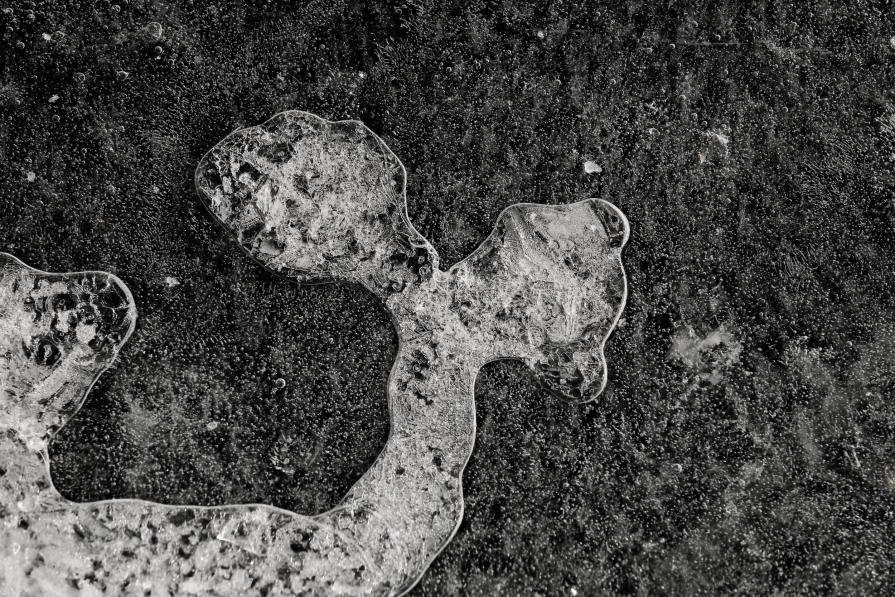 infiorescenza infiorescenza