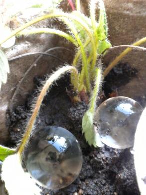 Dalla raccolta alla semina: omaggio a Leonardo Da Vinci - 6