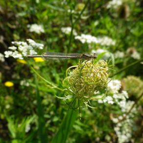 encounters and resilience