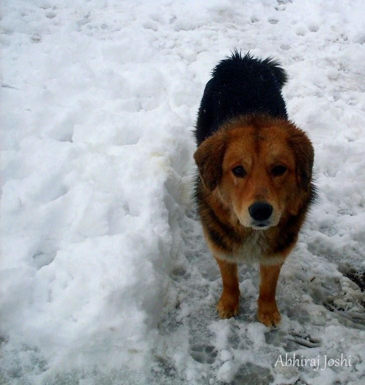 Snow Dog