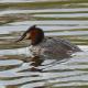 Grebe