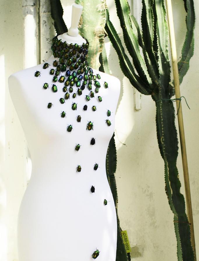 Cetonia aurata o Dell'eterna rinascita