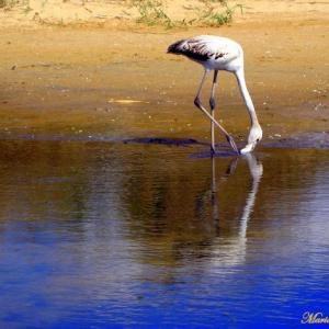 Giovane Fenicottero - Baia di Chia - Sardegna