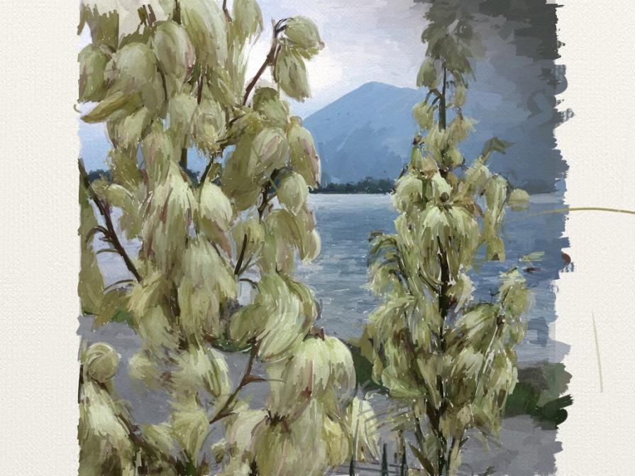 FIORITURA PROSPICIENTE IL LAGO