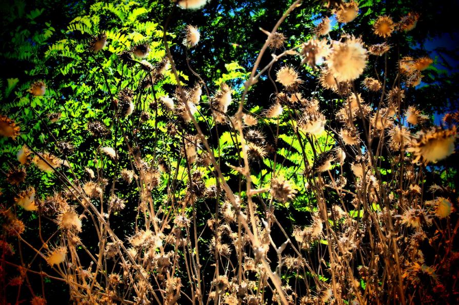 Meravigliosa estate   ( Wonderful summer ) 