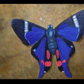 Doxocopa Clothilda Butterfly / Mariposa Clotilda